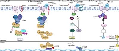 Inflammation and Wnt Signaling: Target for Immunomodulatory Therapy?